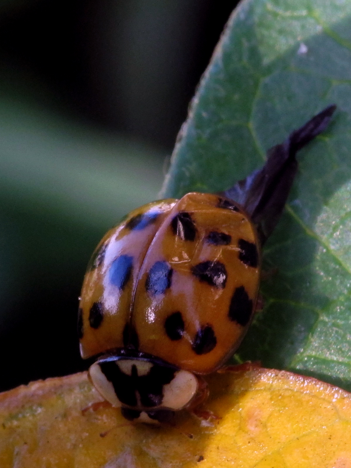 a close up of a colorful insect on a leaf