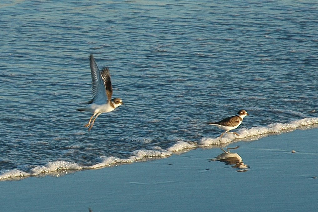 two birds flying over a beach near the water