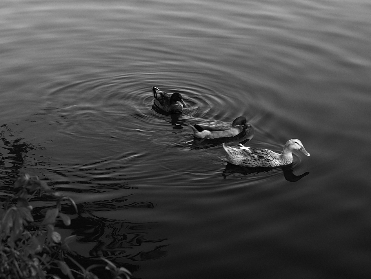 a pair of ducks glide across the water