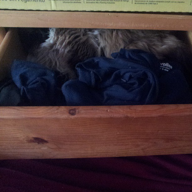 a cat underneath a shelf under a bed