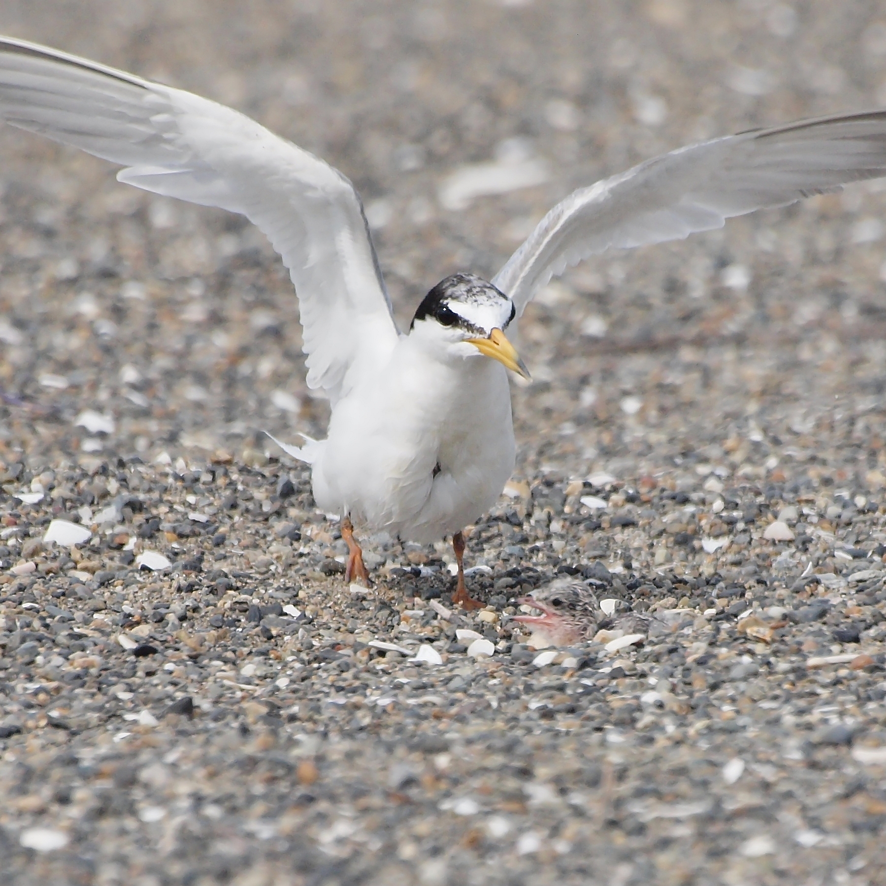 a white bird flying over gravel and pebbles