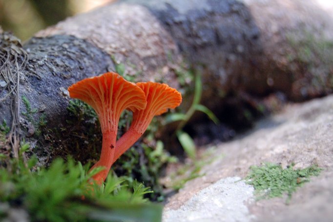a orange mushroom growing out of moss next to a tree