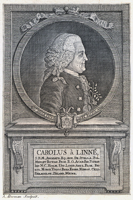 an engraving style image of a man's head