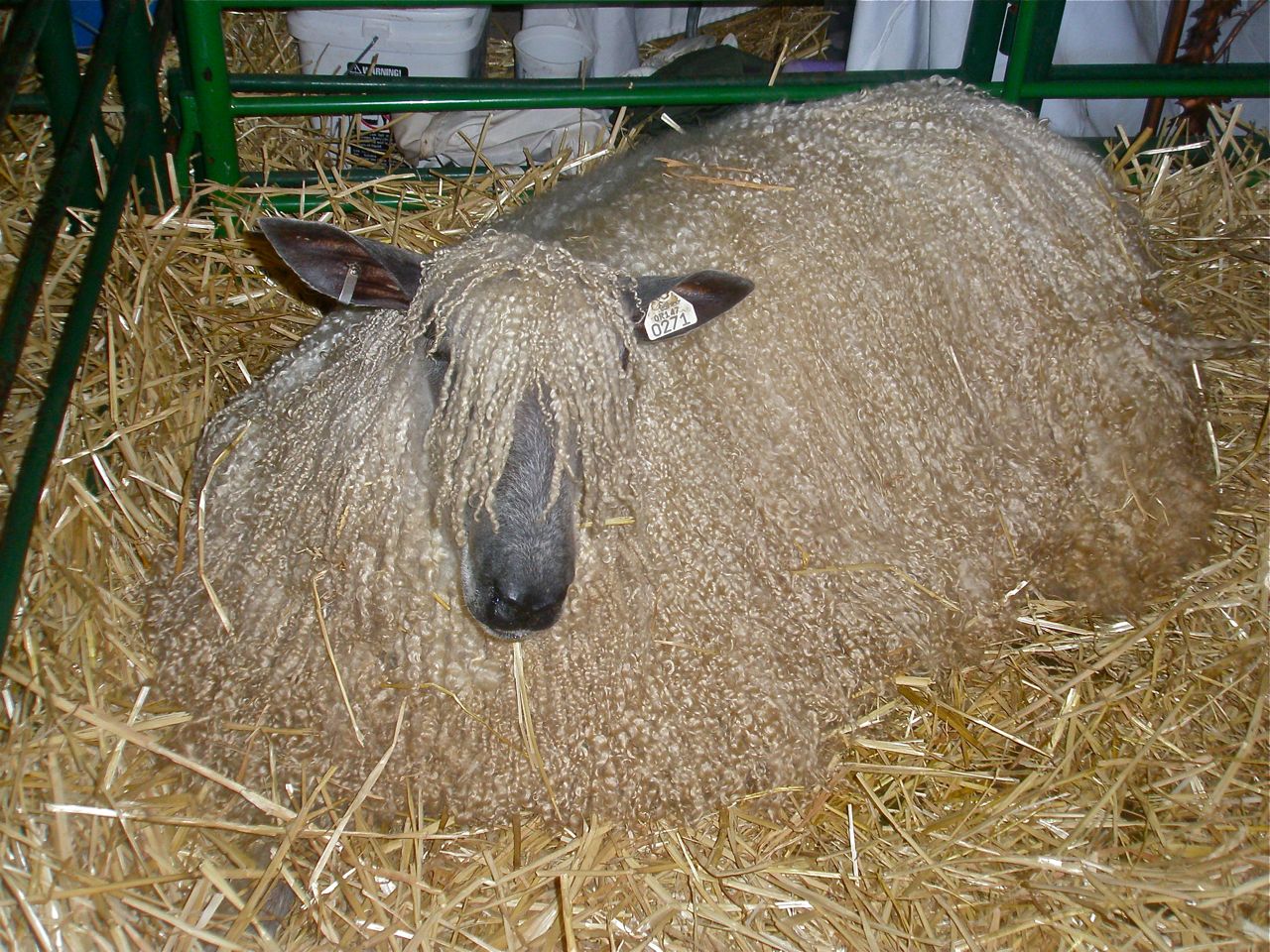 a sheep laying on top of hay next to other sheep