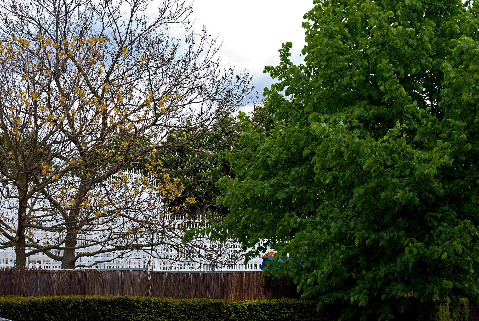 a man standing next to a tree in the rain