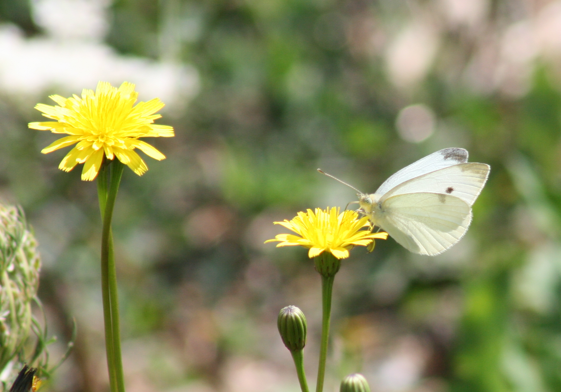 the erfly is sitting on top of the dandelion