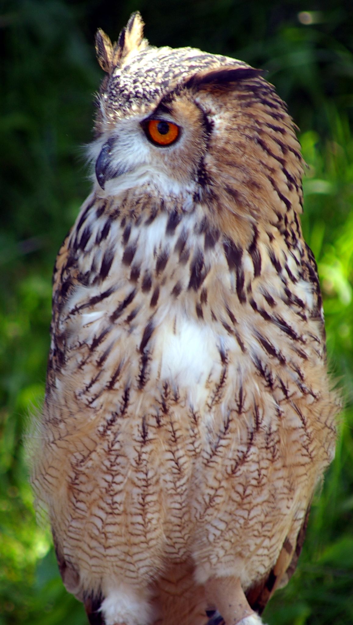 an owl with big yellow eyes sitting on a pole