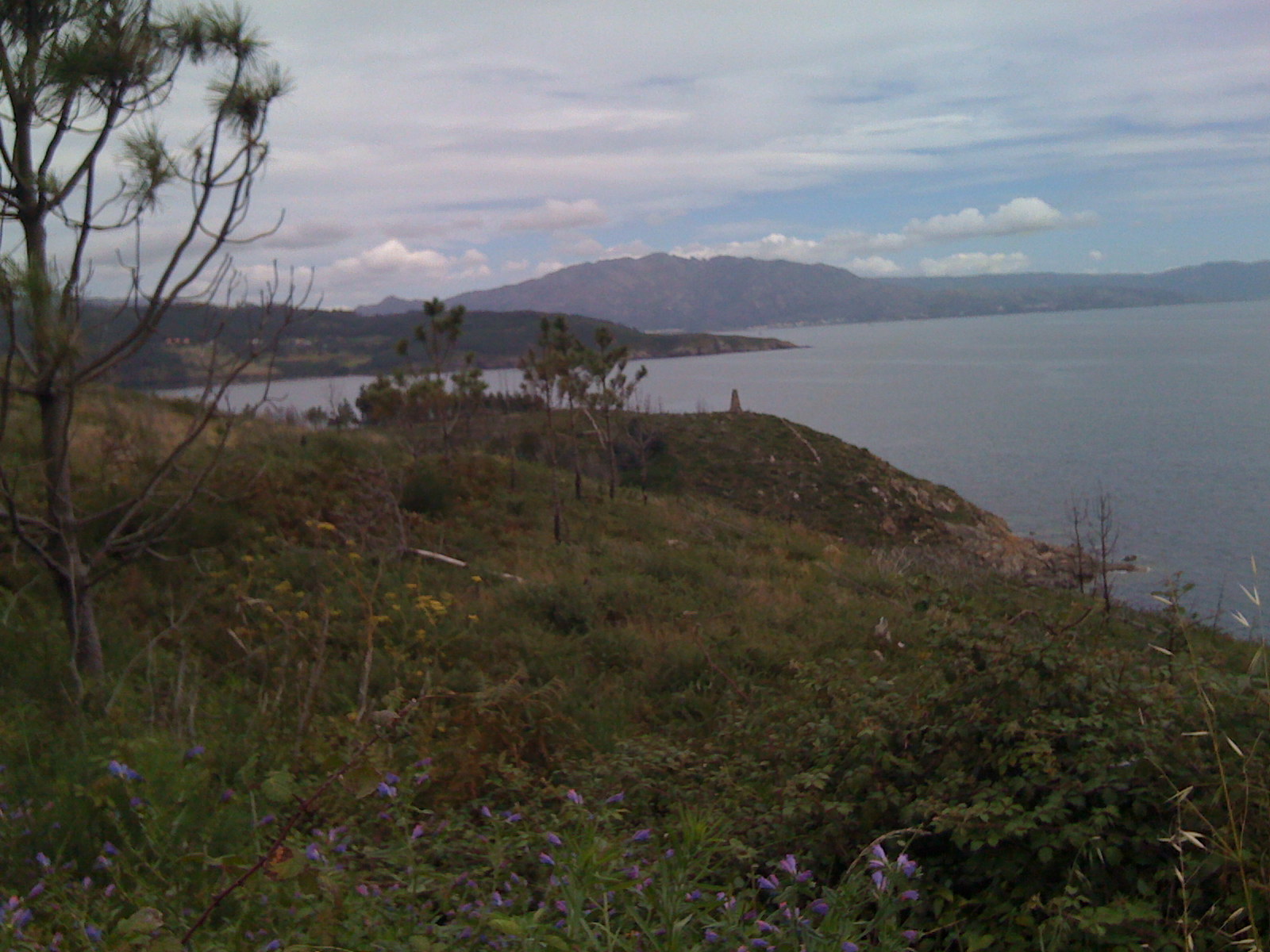 the ocean with flowers around the shore line