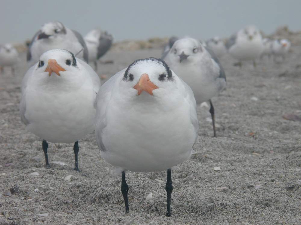 five seagulls standing on the ground in the sand