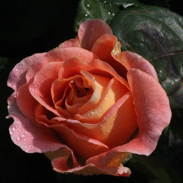 an orange and pink rose is partially eaten