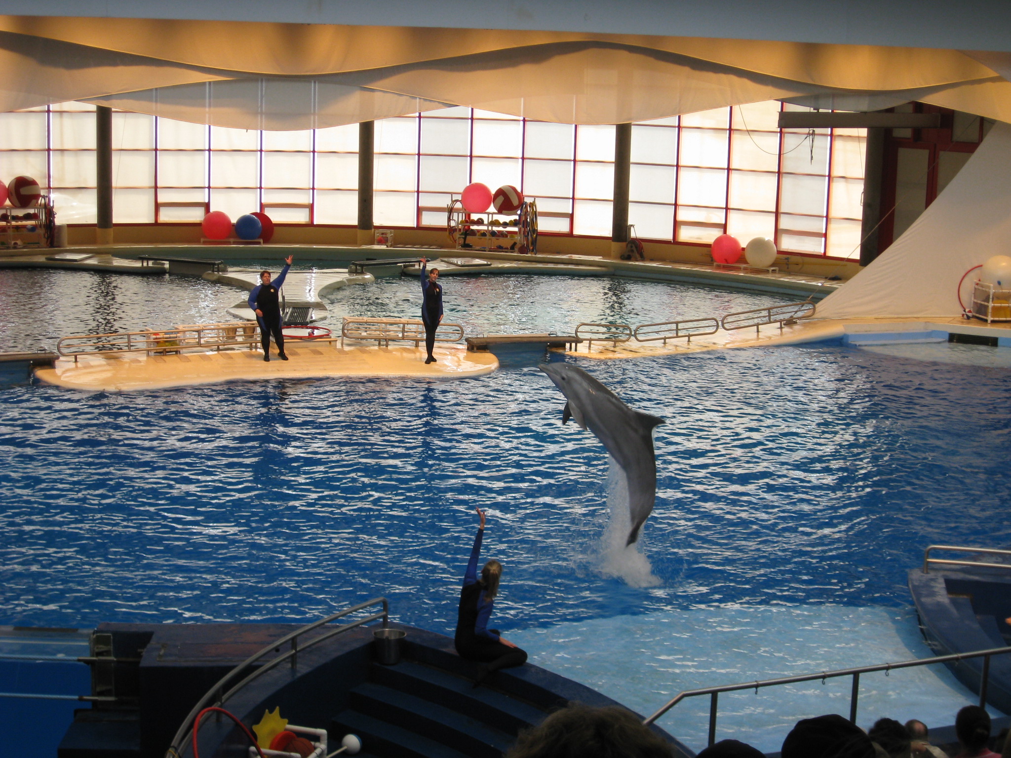 two dolphin in an aquarium performing tricks in the water