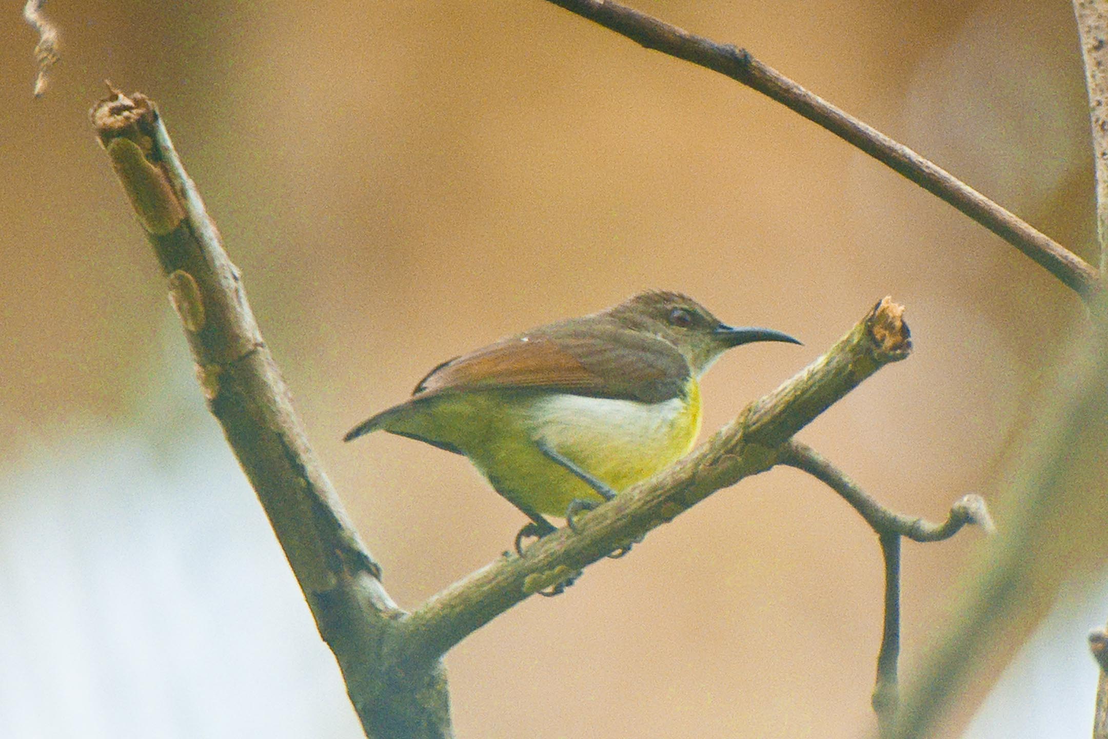 the bird is perched on a small tree nch