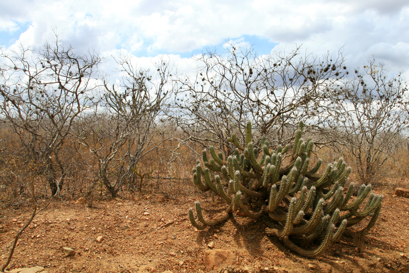 a large, tree filled dirt area with some small plants in it