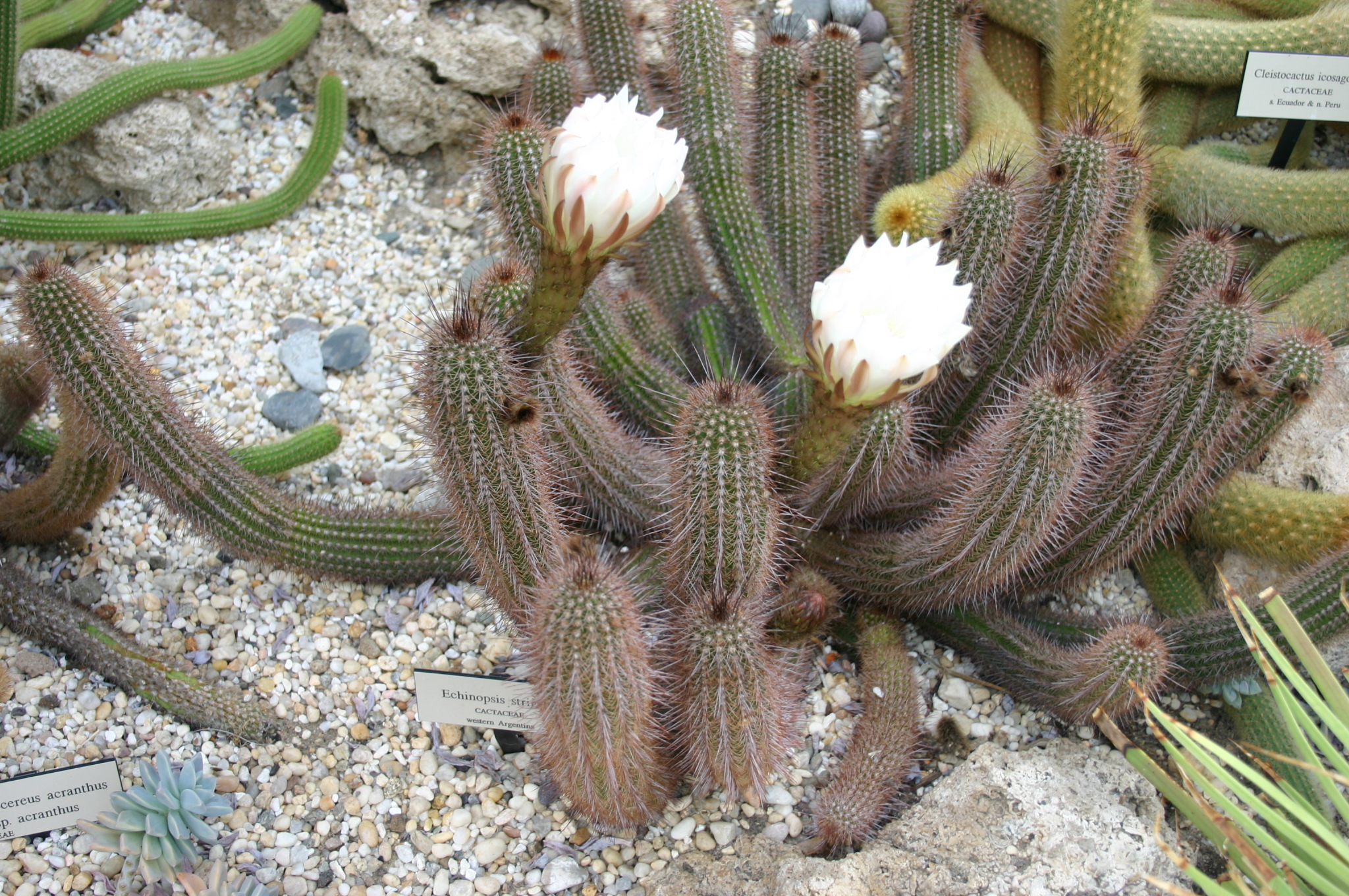 several white flowers and leaves next to large rocks
