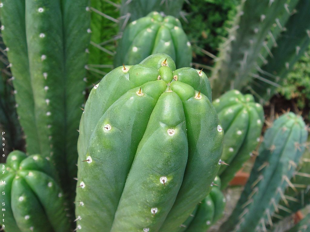 there is a green cactus with white dots on it