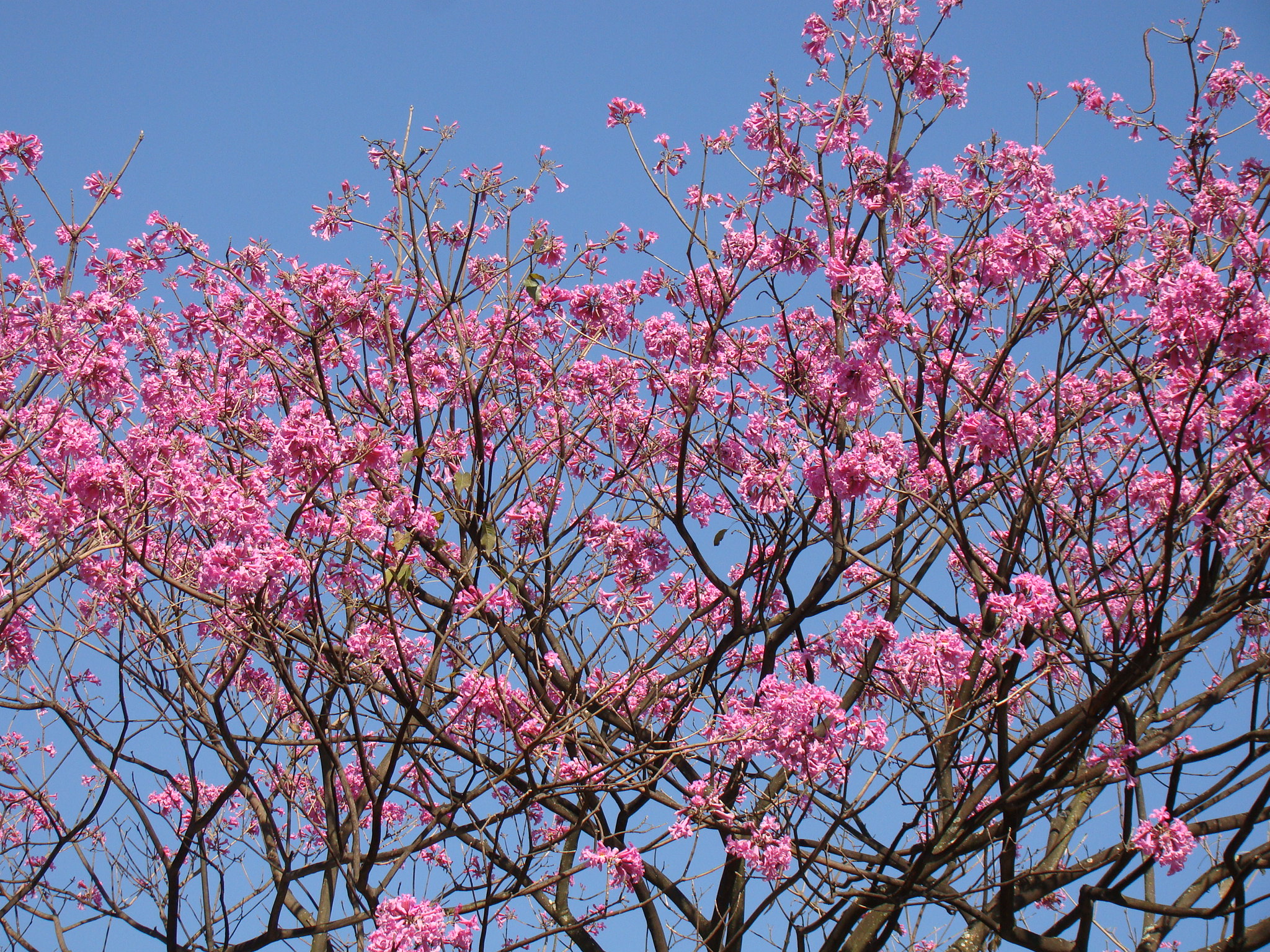 purple flowers are blooming against a blue sky