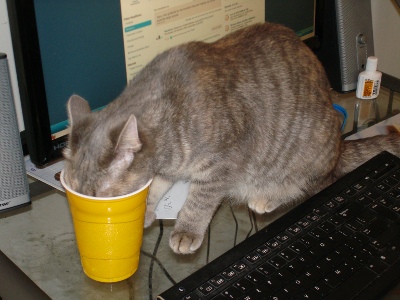 a cat is on a desk drinking out of a yellow cup