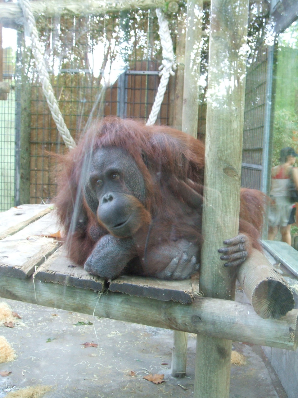 a very cute looking oranguel laying down in an enclosure