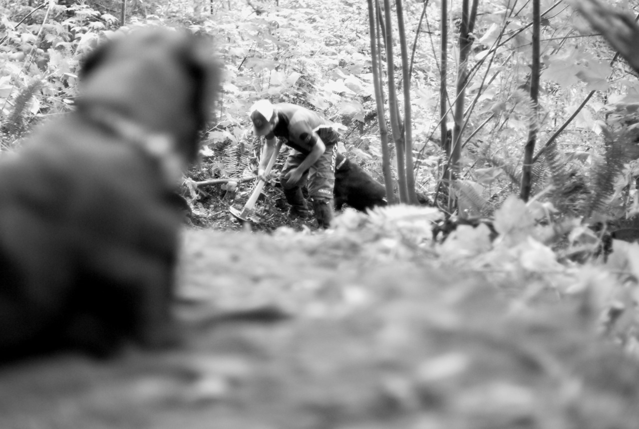 black and white po of several elephants in the woods