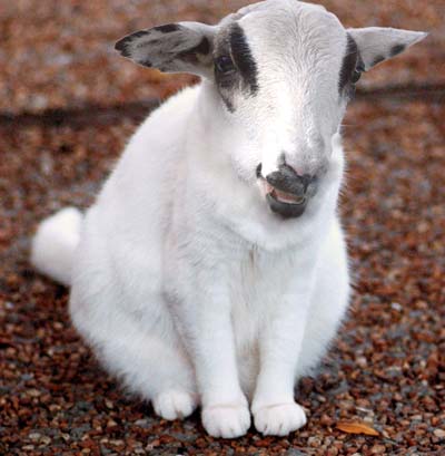 a small goat with a black spot in his face