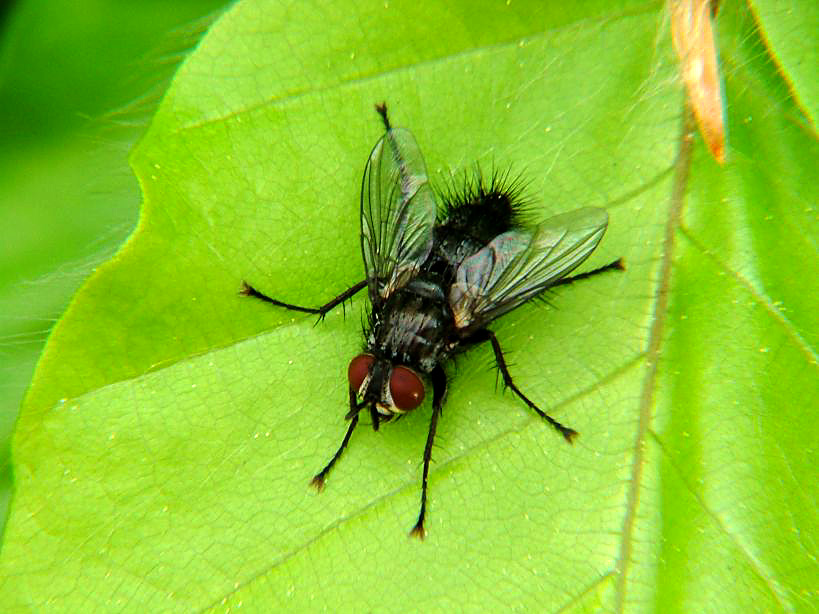 a fly sits on top of green leaf