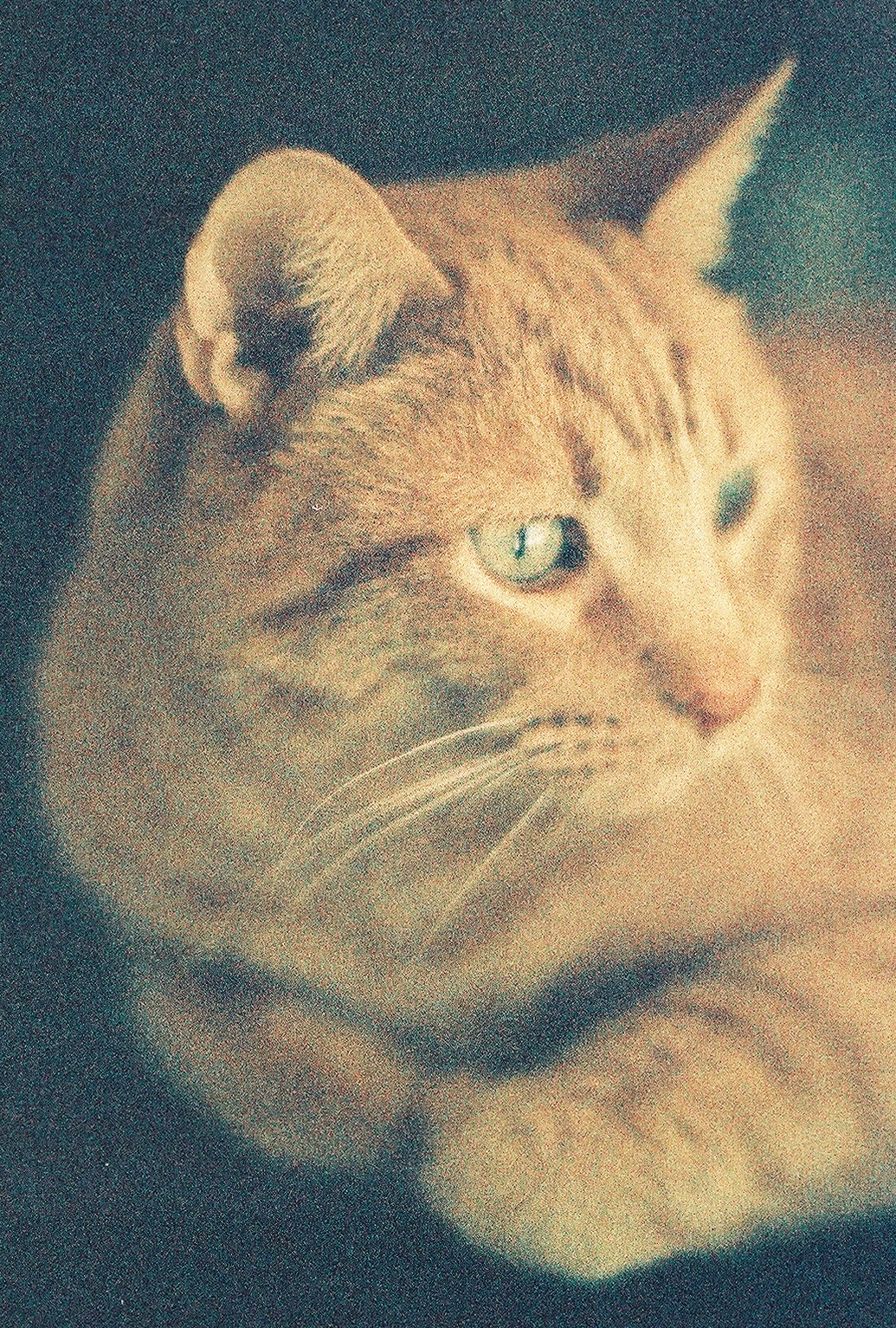 a close - up of a cat with blue eyes