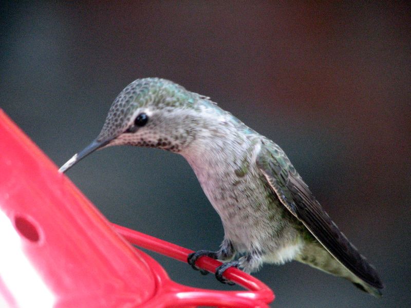 a hummingbird is at a red feeder with its head in the air