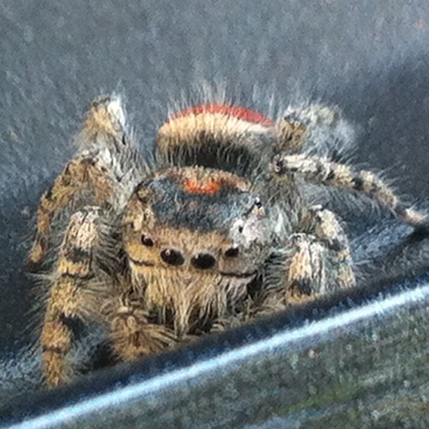 the head of the large spider has the orange and black markings