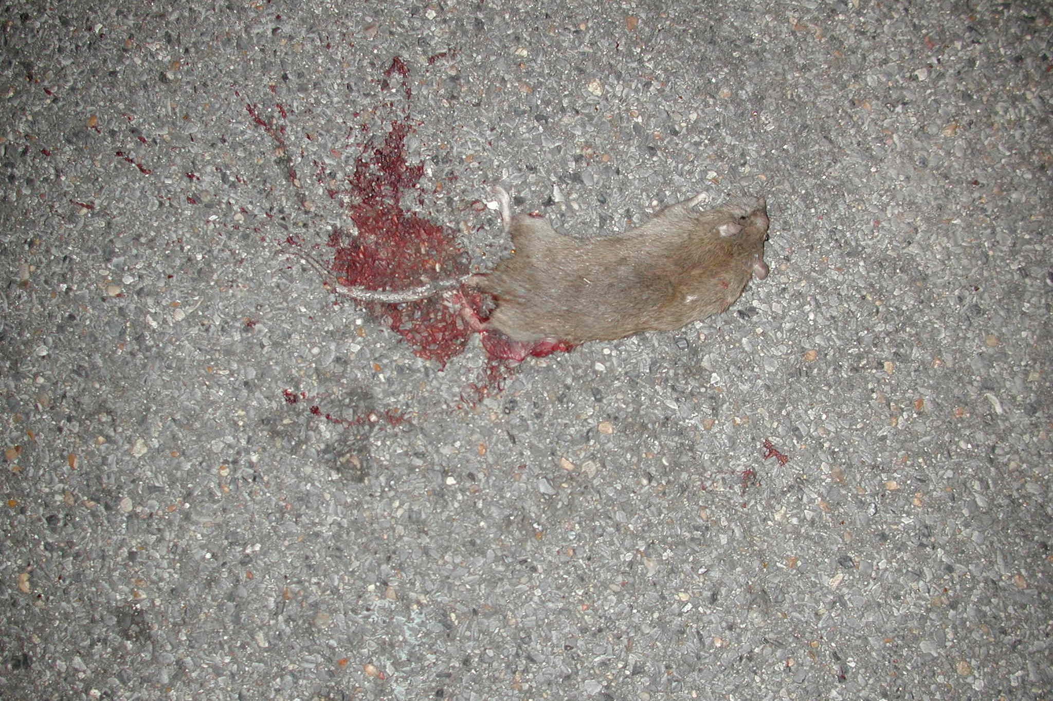 a brown object with red paint on it is laying on the pavement