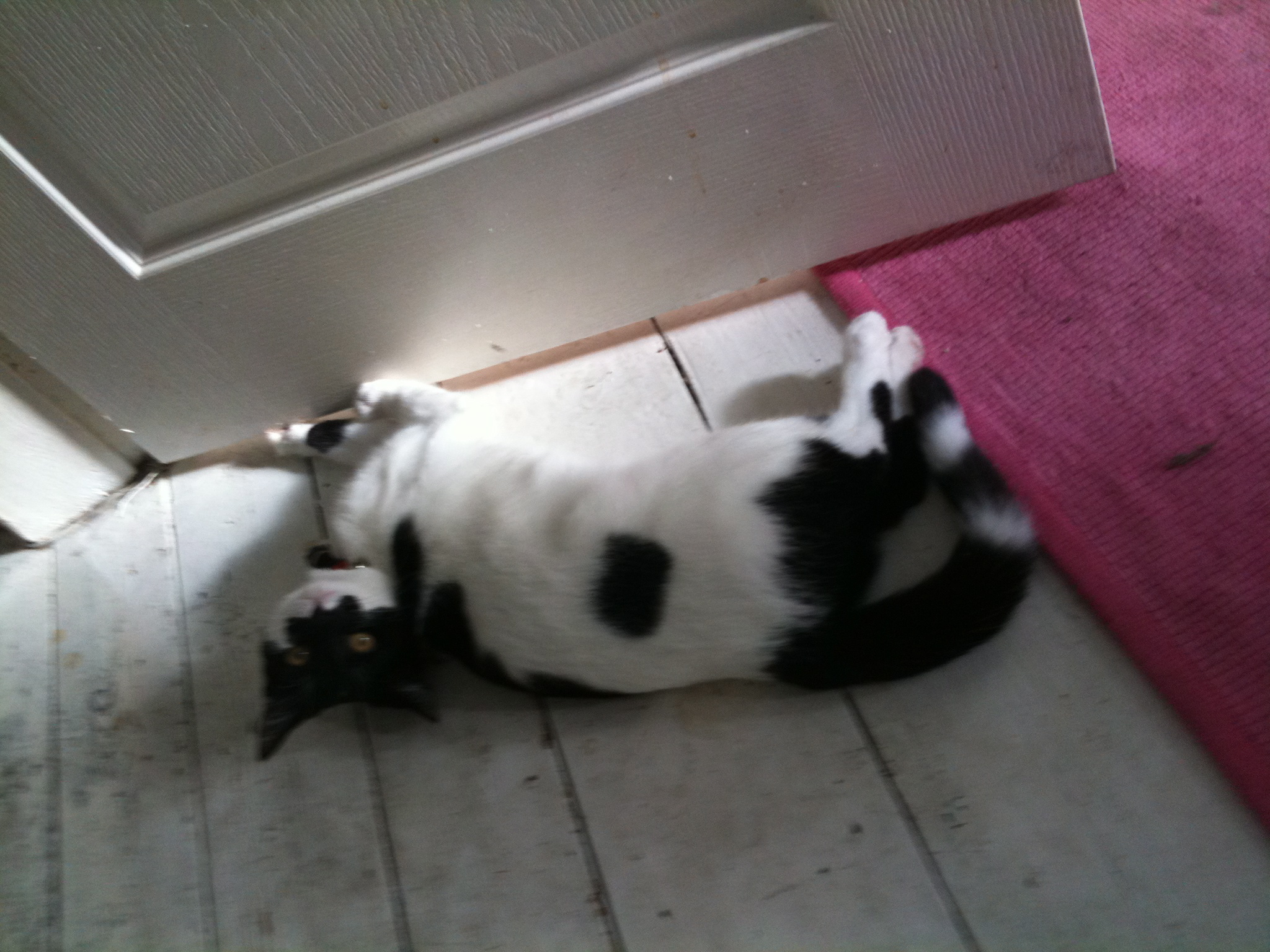 a black and white cat is laying on the floor