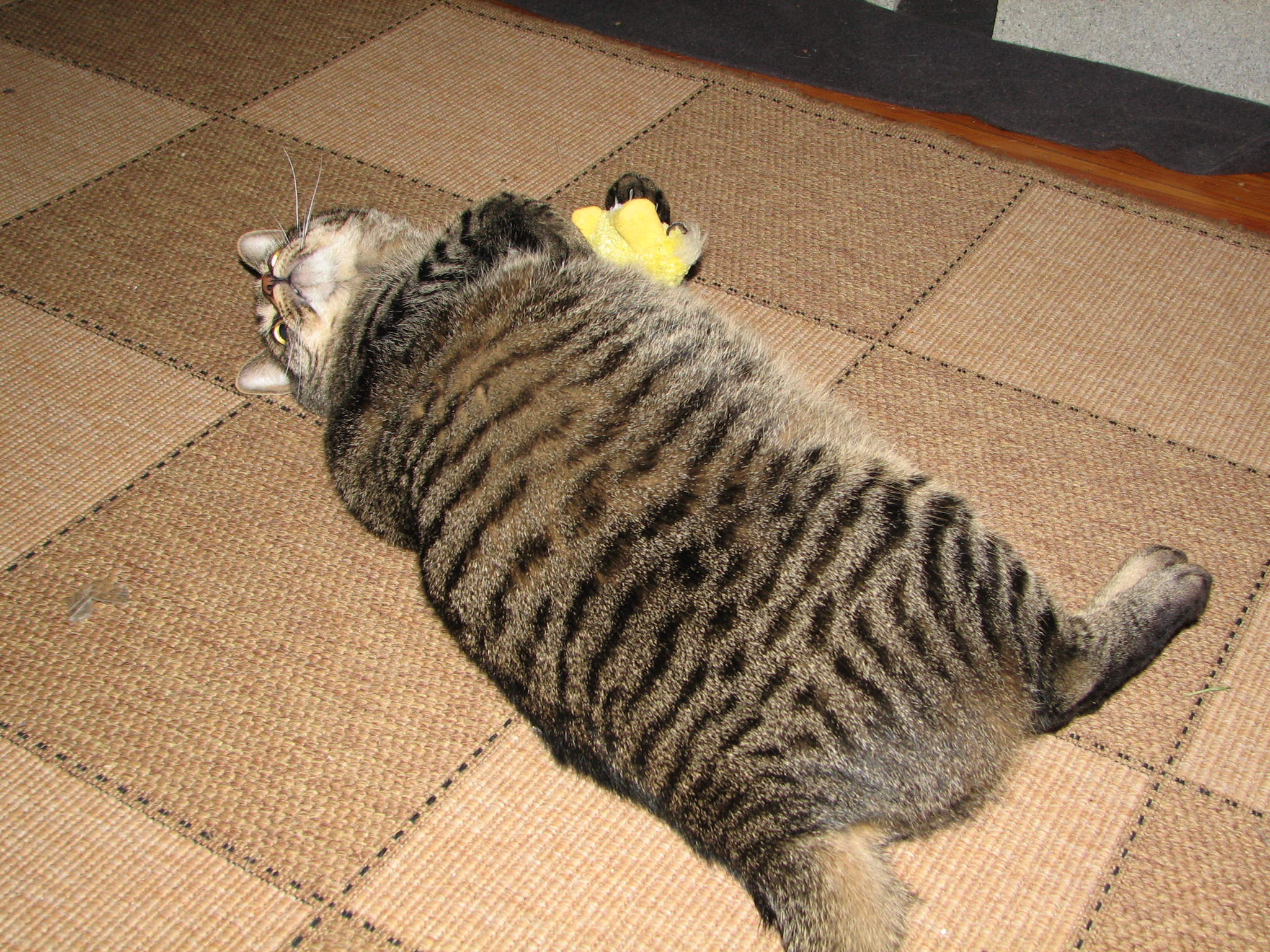 a grey cat playing with a yellow object on the floor