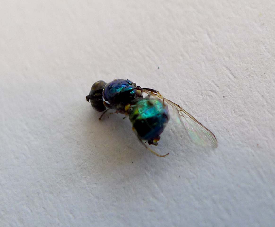 a green fly with blue eyes and white wing tips sitting on a light colored surface