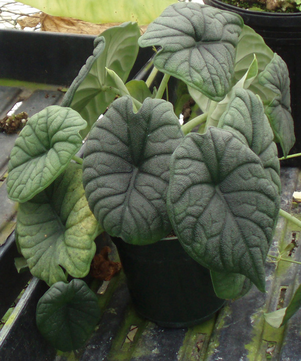 a close up of a plant growing in a small pot