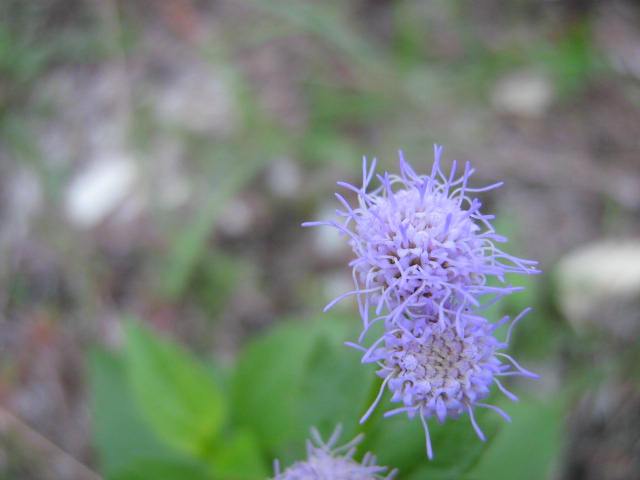 two pink flowers near some green leaves