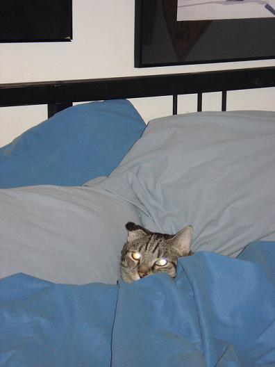 a gray tabby cat peeks out from under the covers