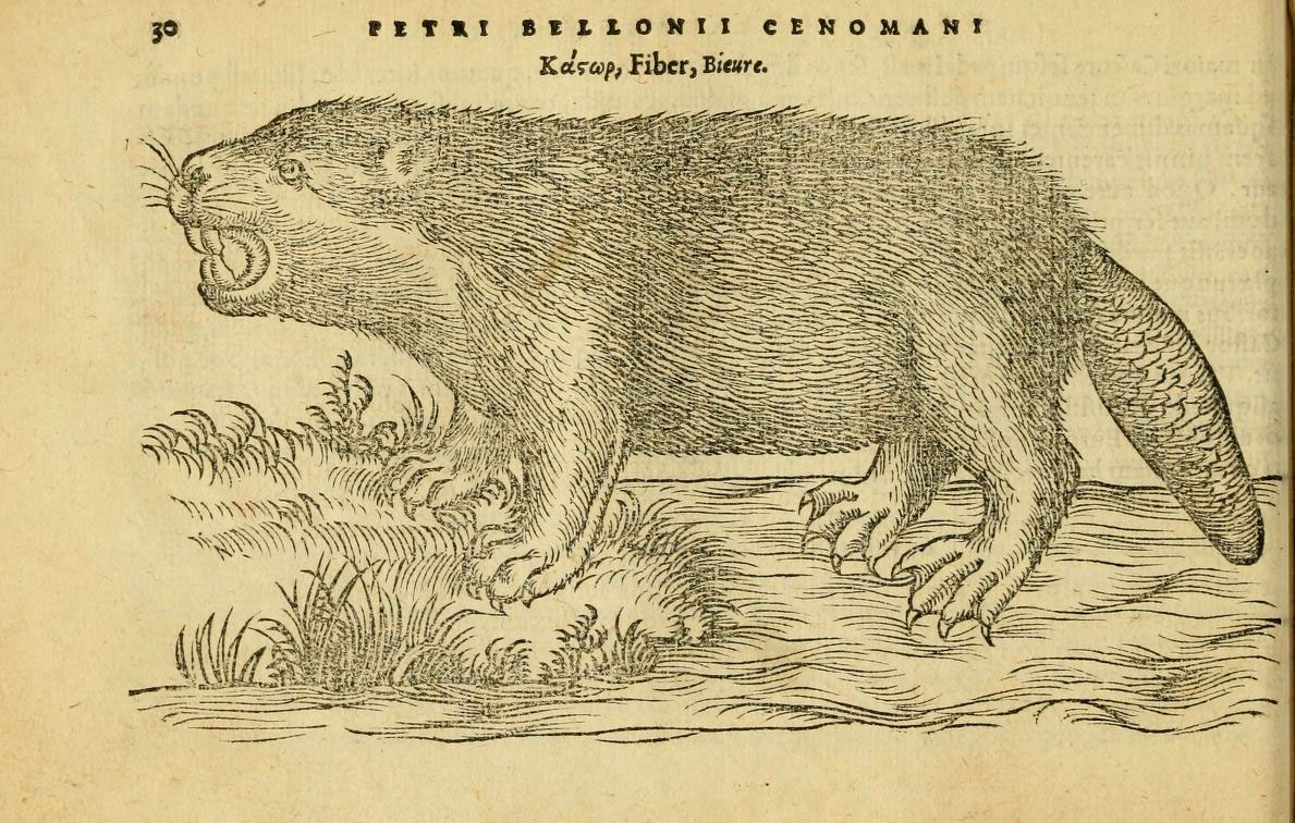 an old book with a drawing of a beaver standing in the mud