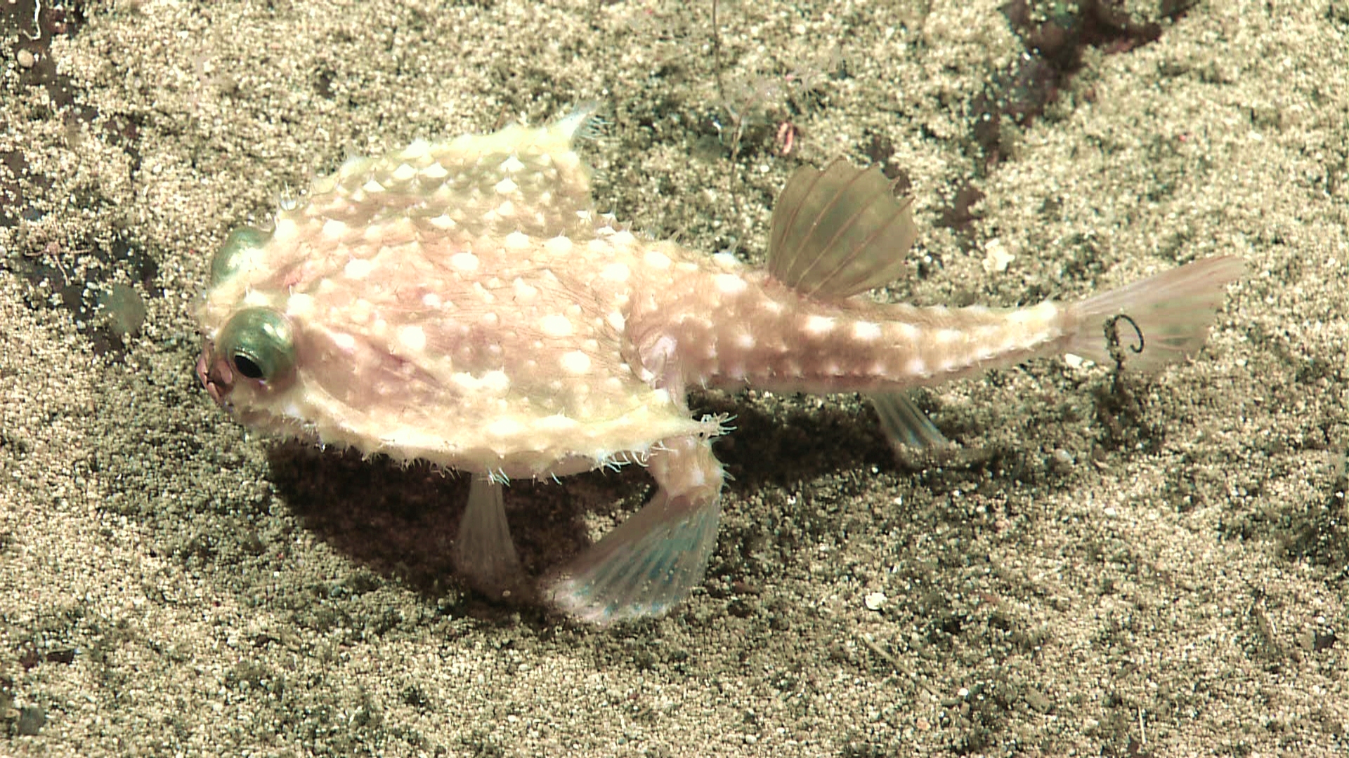 a small puffer fish in a sand area