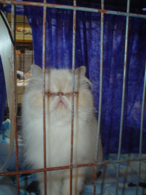 a white cat is sitting behind the bars of a cage