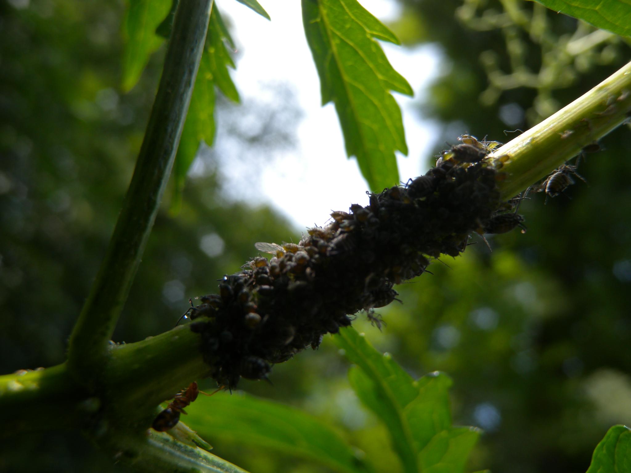 a small black caterpillar hanging on a green plant