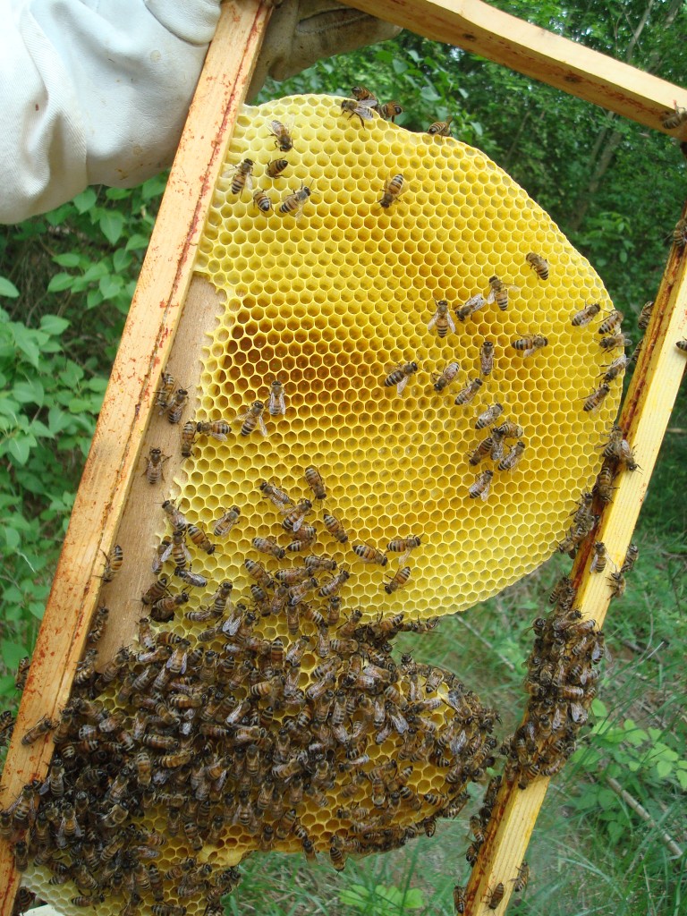 some bees on a piece of wood near the trees