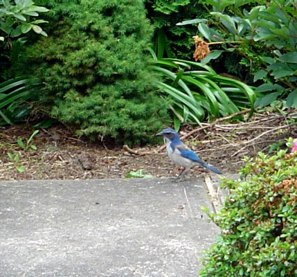 the blue bird is sitting on concrete near bushes