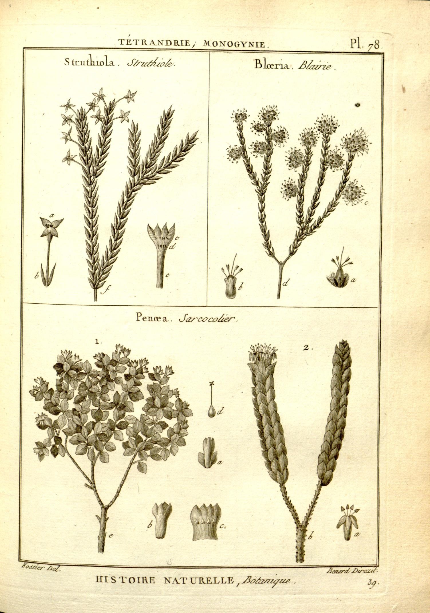 three old prints of flowers, one from the ground