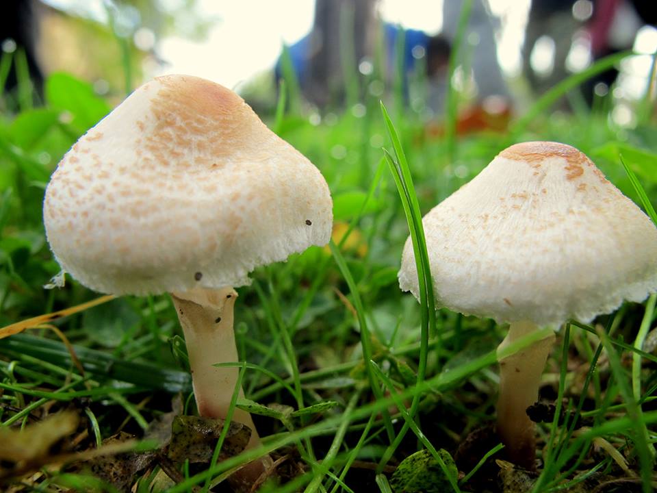 two small white mushrooms are sitting on the grass