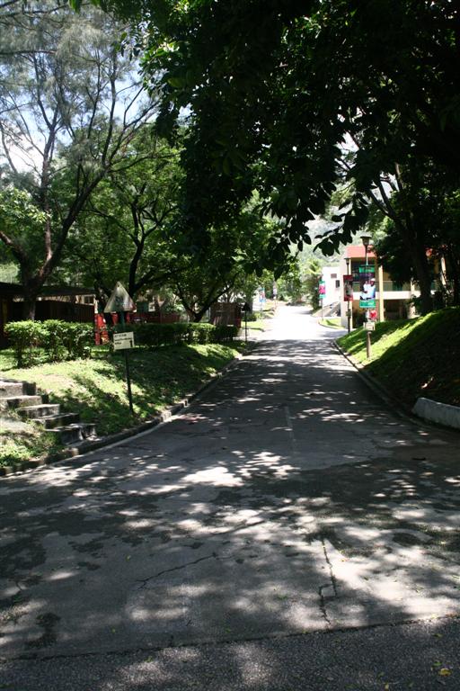 a paved pathway lined with trees leading to a park