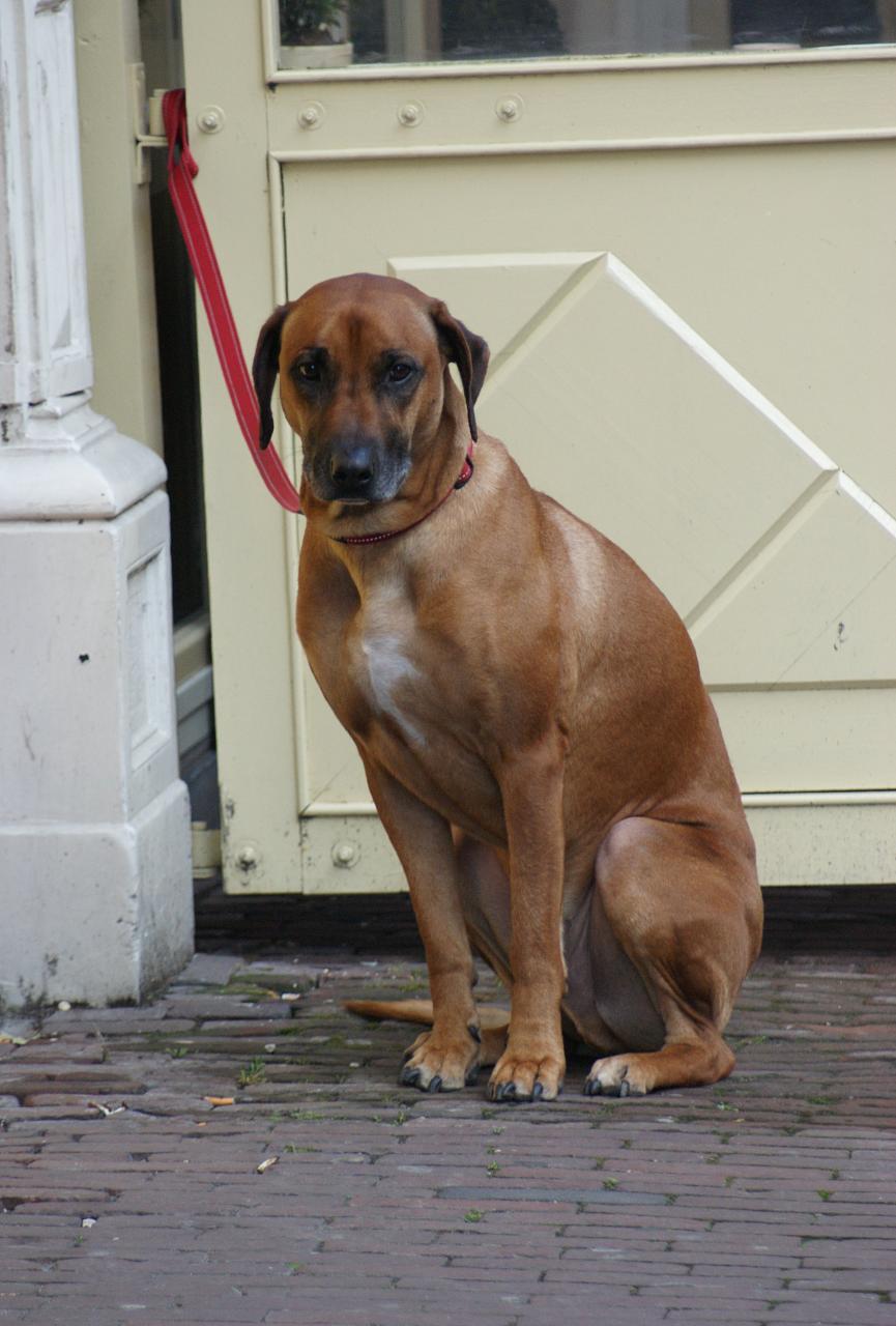 a large brown dog sitting on a brick ground