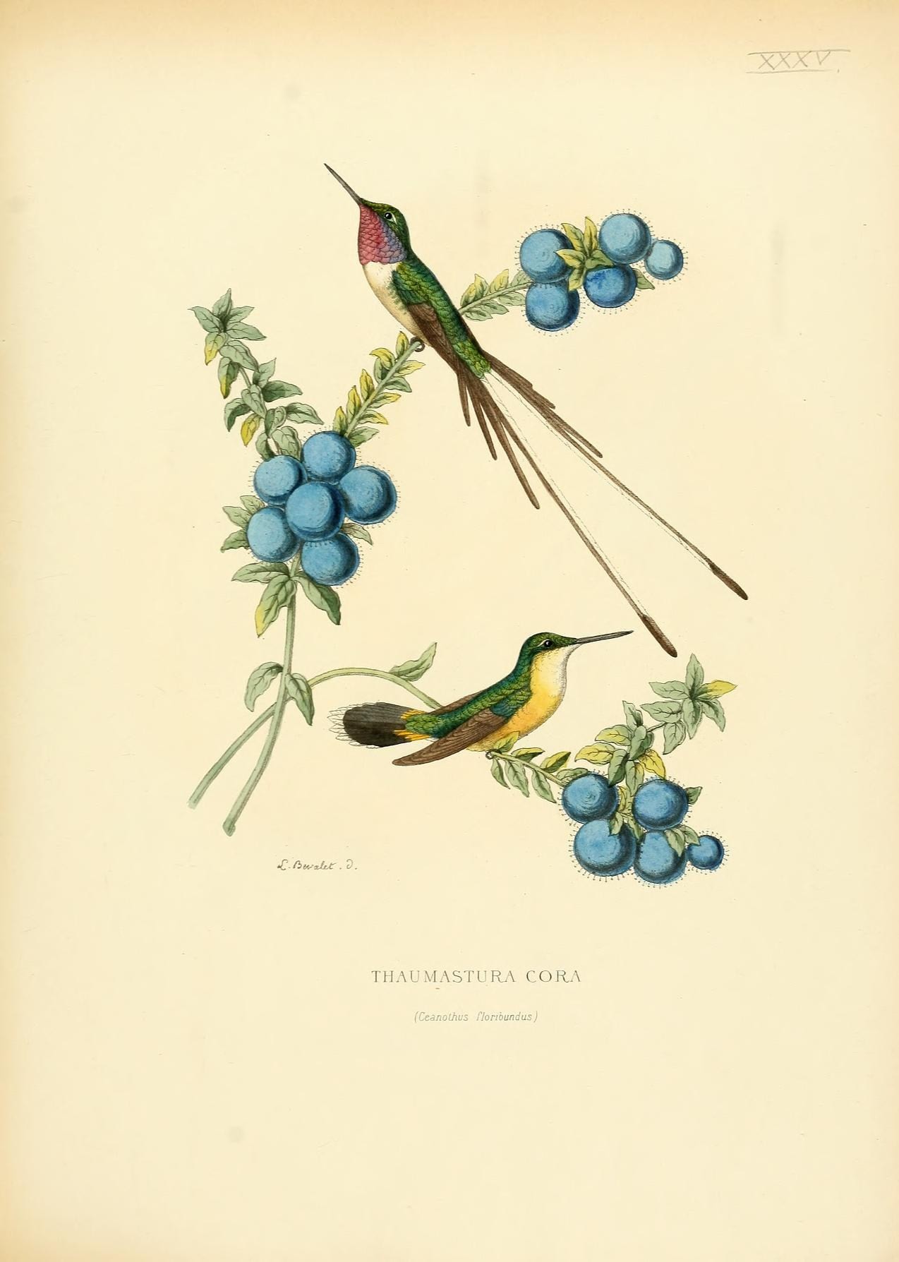 two birds that are standing on some berries