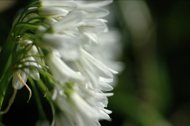 a close up of a very pretty white flower