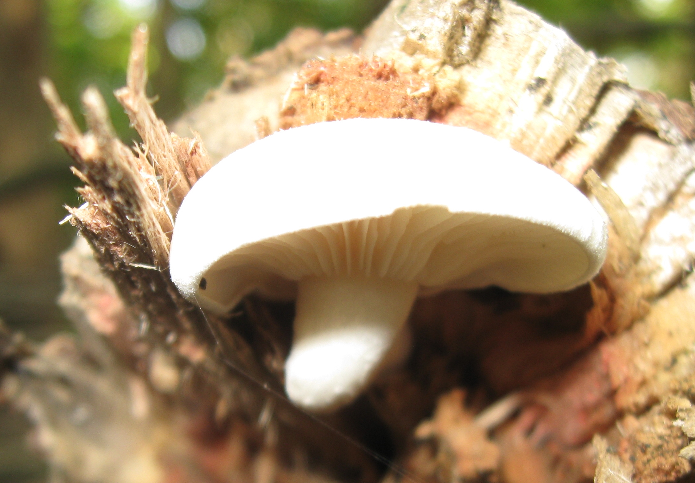 there is a small mushroom growing on a stump