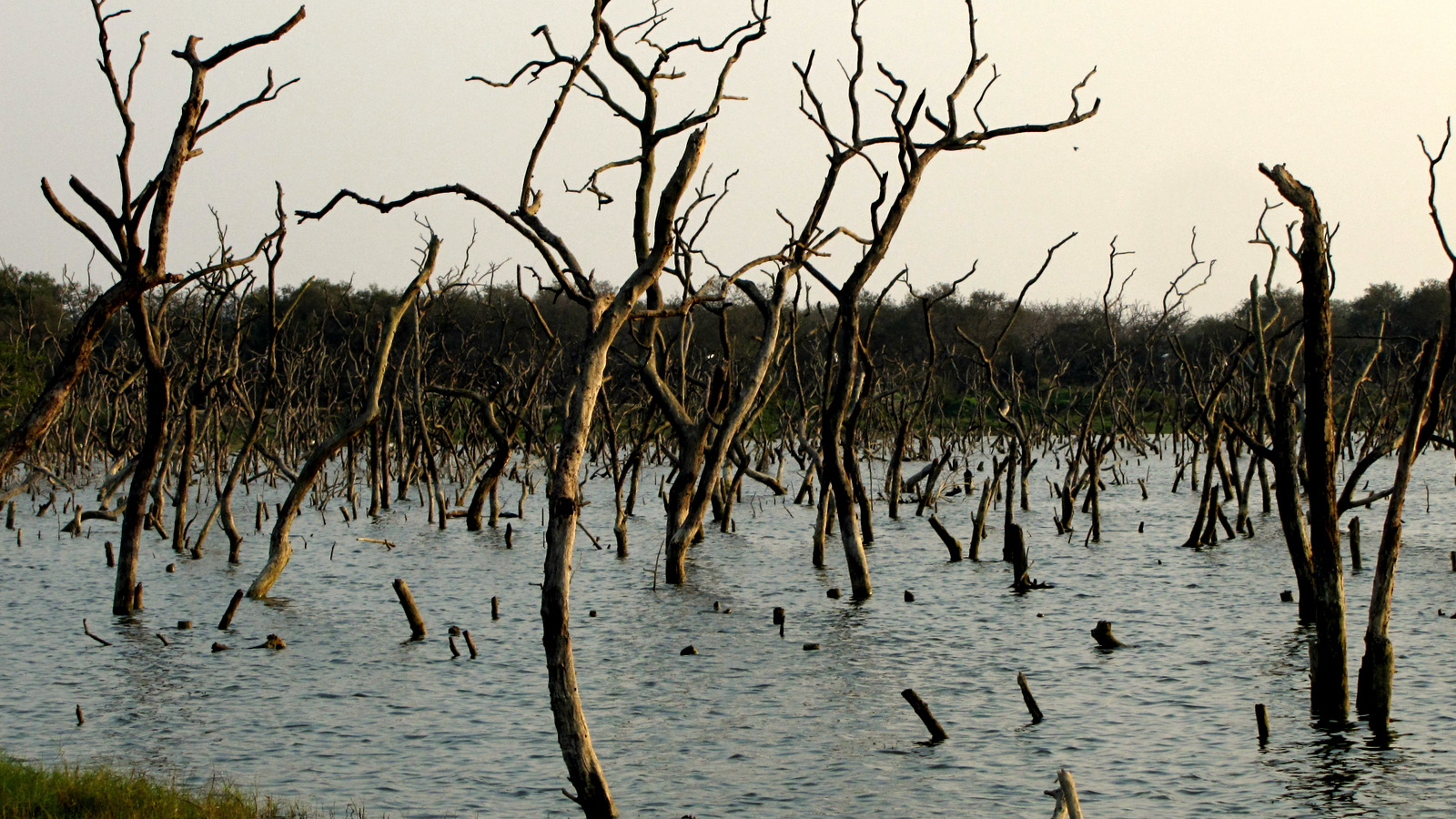 dead trees are submerged in the water with some other nches in the background