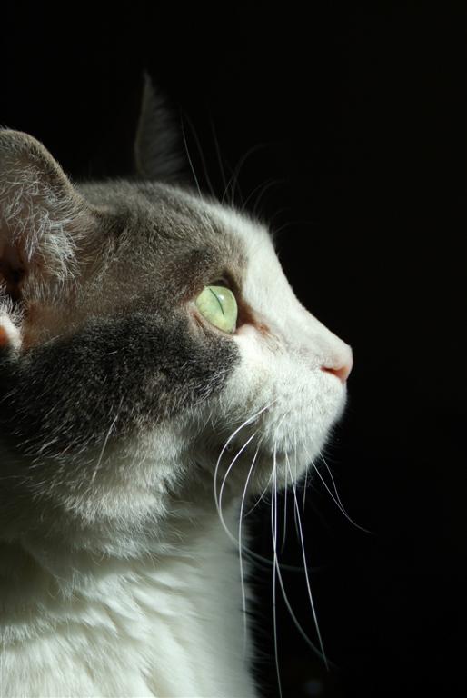 a gray and white cat looks off into the distance